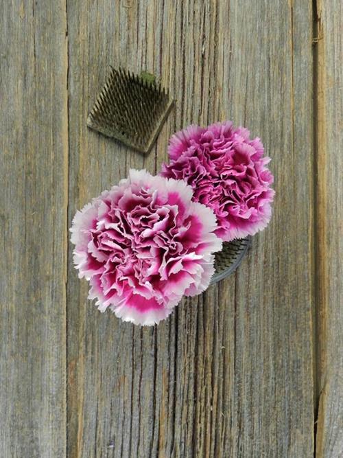 TENDERLY  FUCHSIA CARNATIONS